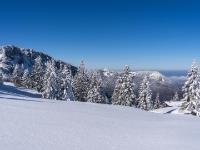 Unberührte Schneefläche und verschneite Bäume